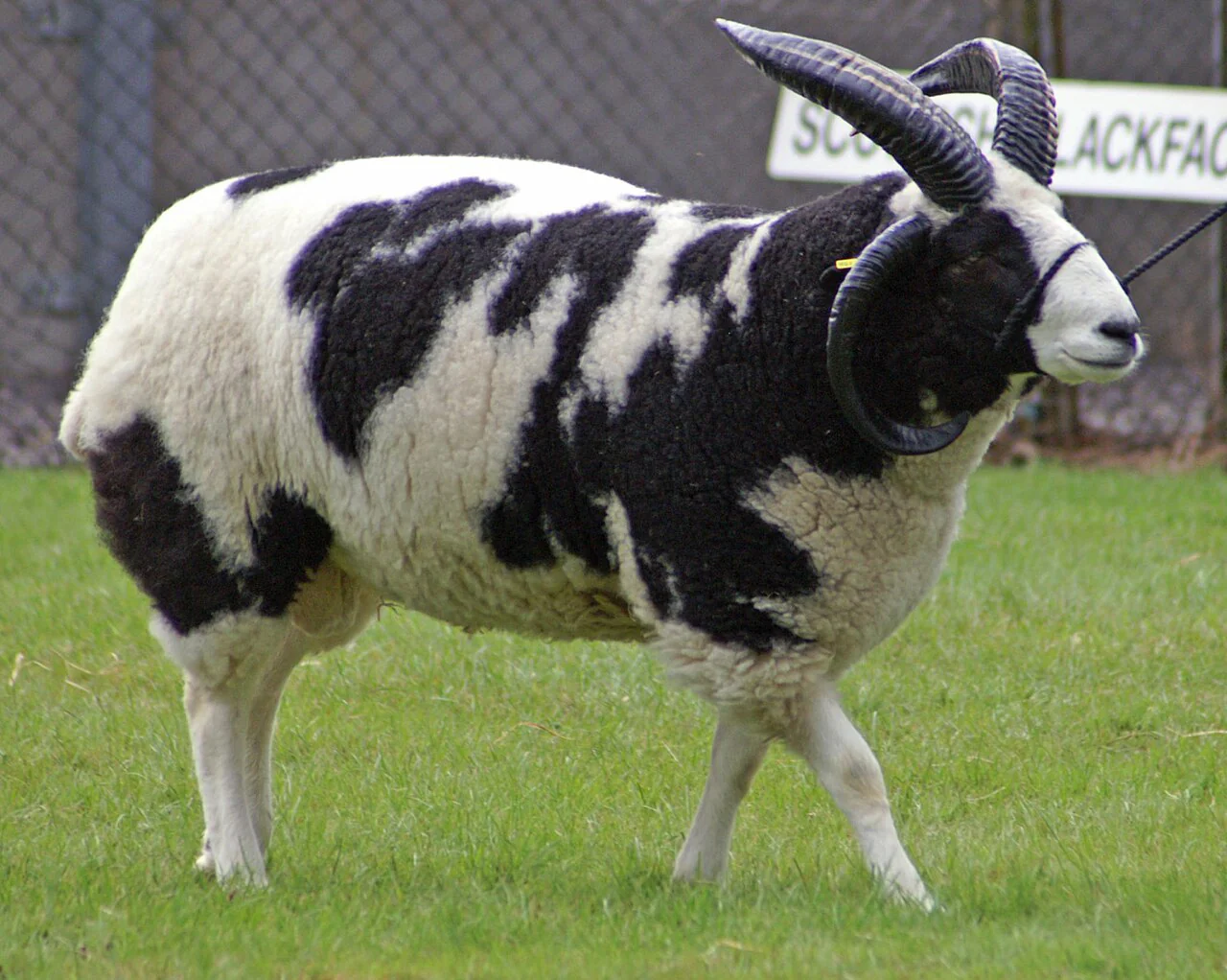 Irish Jacob Sheep Socks - Image 2